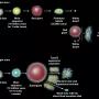 starevolution.webp