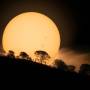 sunspothill_coy_2358.jpg