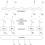 rime.webp
